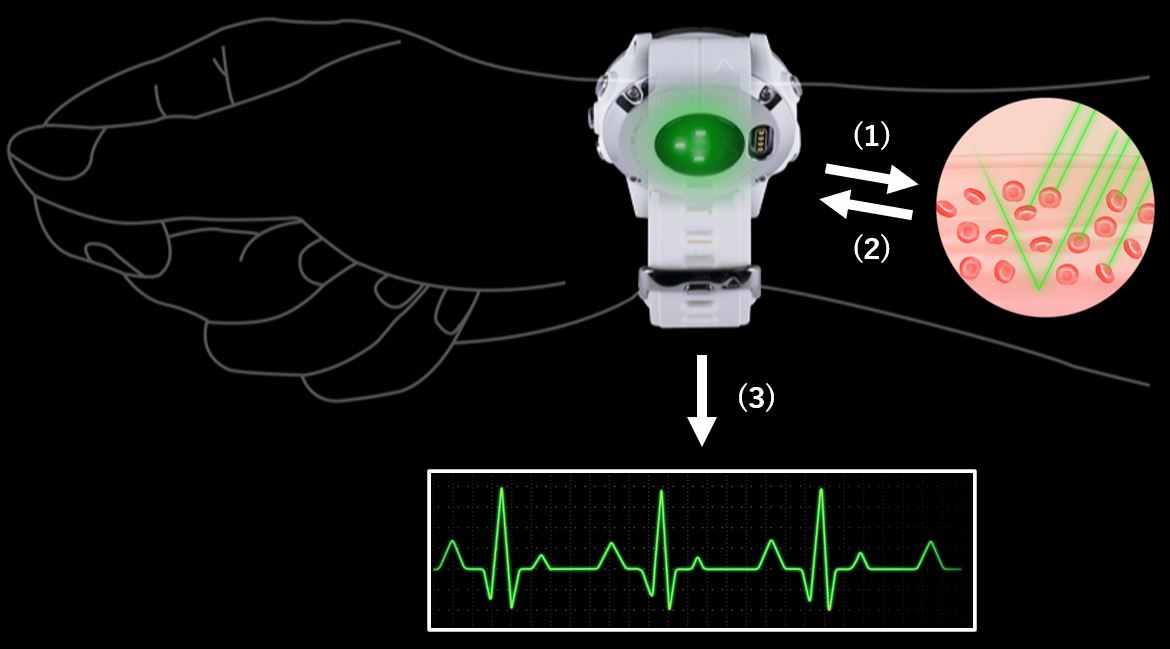 光学式心拍計の仕組み