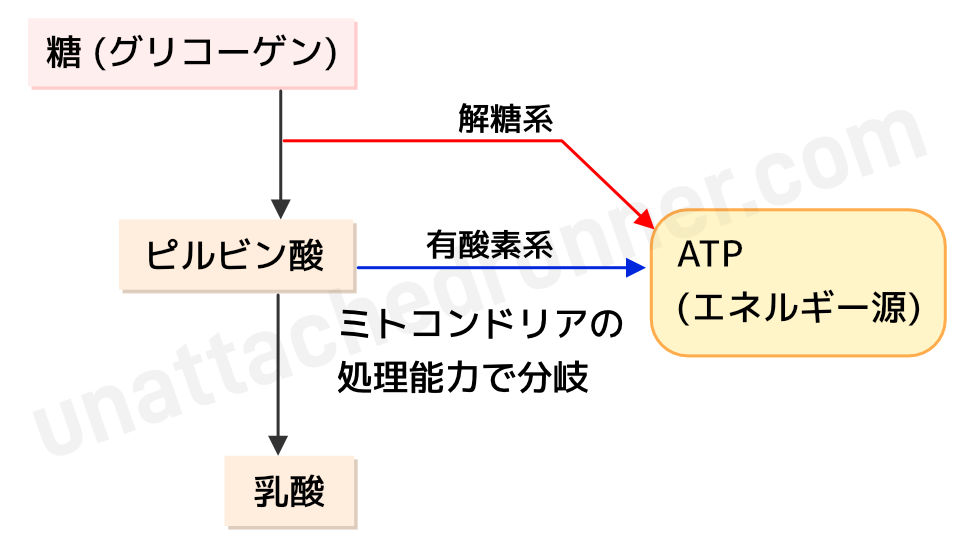 エネルギーシステムのフローチャート（糖由来）